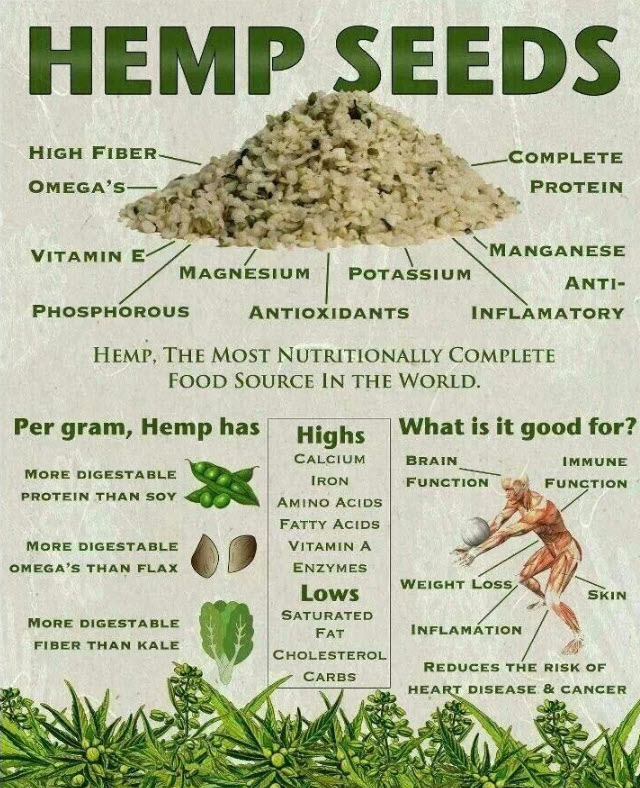 Hemp seeds infographic with benefits, uses and breakdown