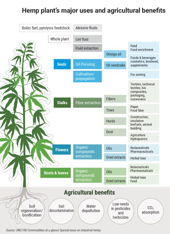 Hemp pant major uses and agricultural benefits