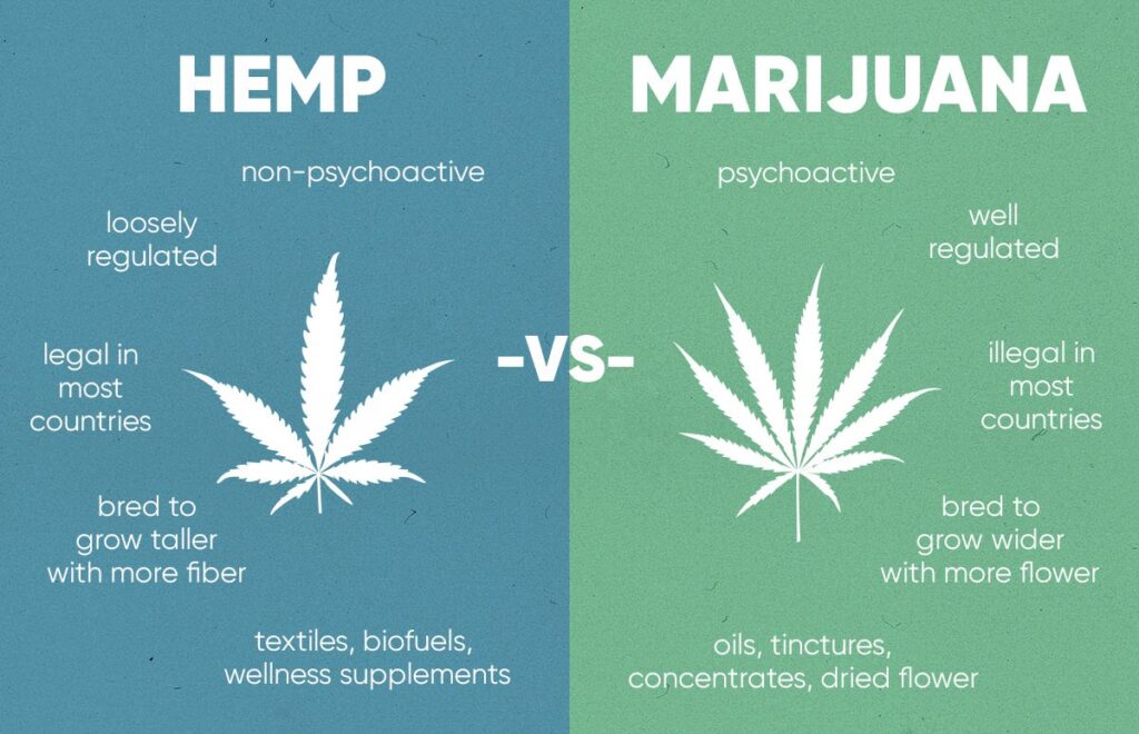 hemp vs cannabis (Marijuana) infographic with differences