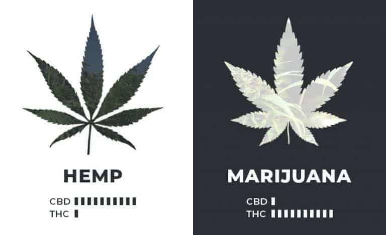 hemp vs marijuana cbd and thc levels 