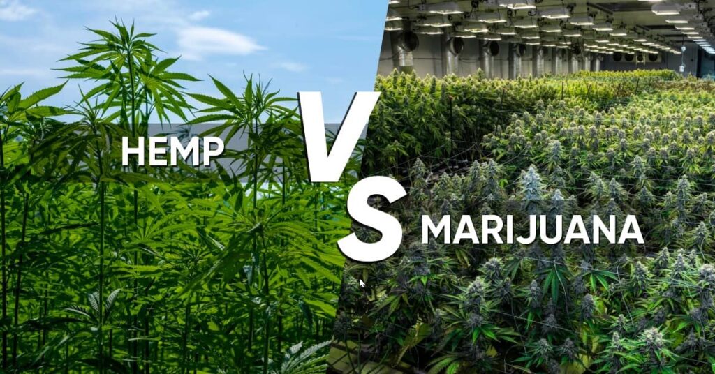 A picture of hemp plants vs marijuana plants